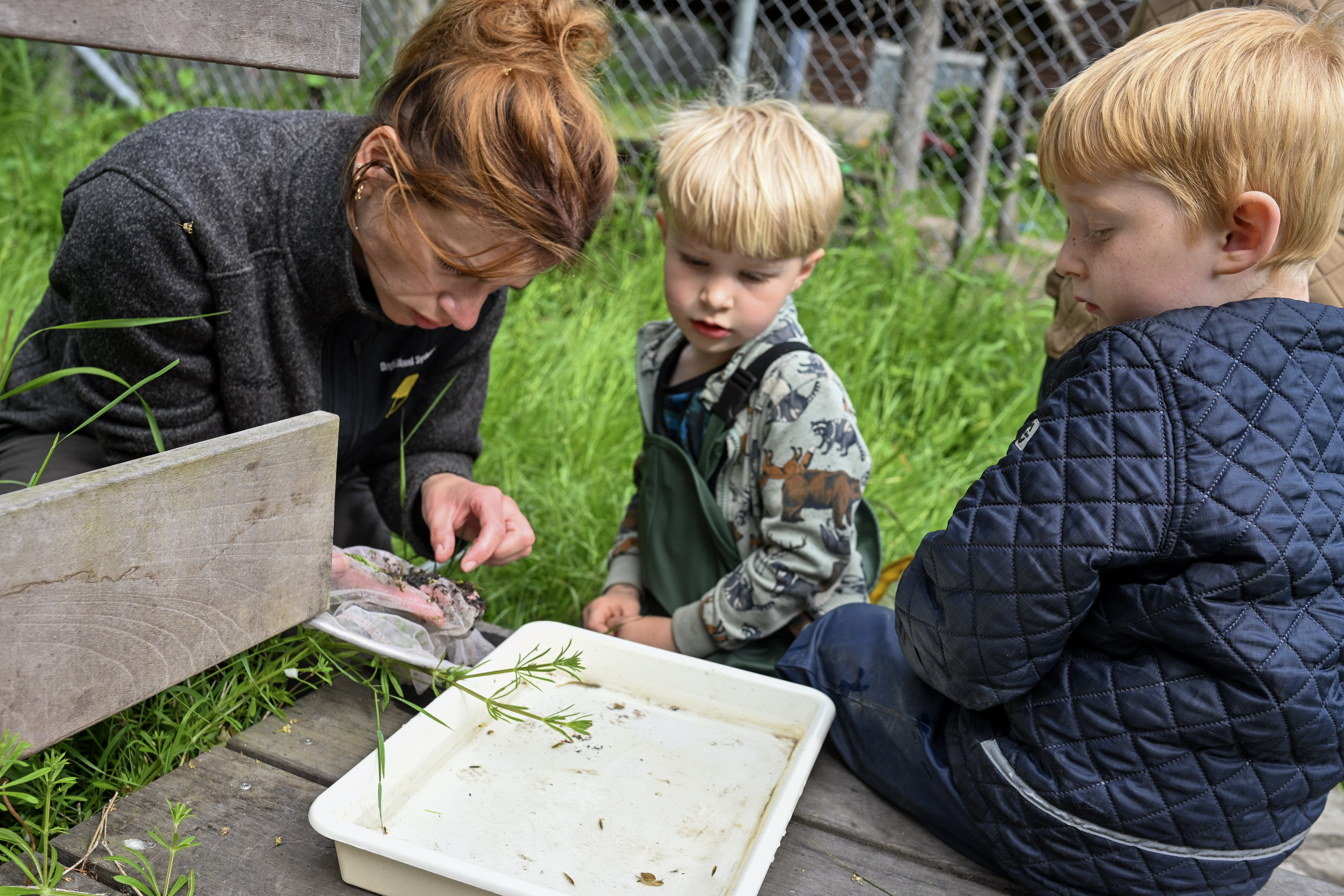 Børn og voksen kigger på insekter